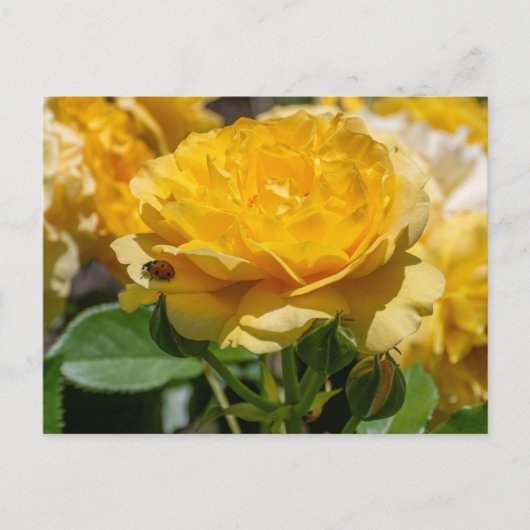 Carte Postale Julia Child Rose (Devant)