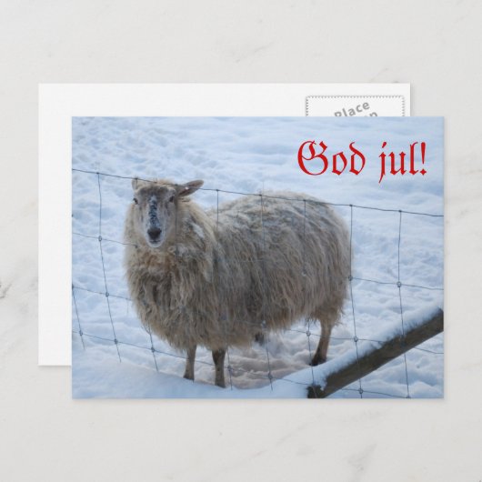 Carte Postale Julkort - Fåret Fjun (Devant / Derrière)