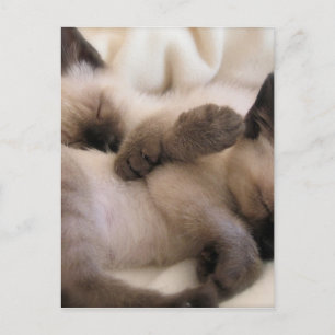 Carte Postale Jumeaux Caressent Chat Chaton Siamois Mignon