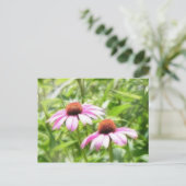 Carte Postale Jumeaux de coneflower (Debout devant)