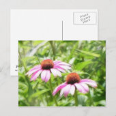 Carte Postale Jumeaux de coneflower (Devant / Derrière)