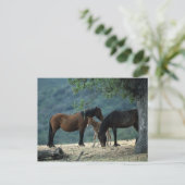 Carte Postale Jument et poulain sauvages de mustang (Debout devant)