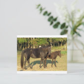 Carte Postale Jument et poulain Tennessee Walking Horse (Debout devant)