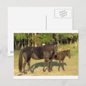 Carte Postale Jument et poulain Tennessee Walking Horse (Devant / Derrière)