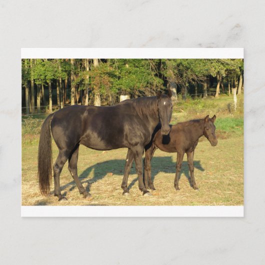Carte Postale Jument et poulain Tennessee Walking Horse (Devant)
