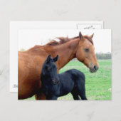 Carte Postale Jument et son colt (Devant / Derrière)