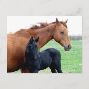Carte Postale Jument et son colt
