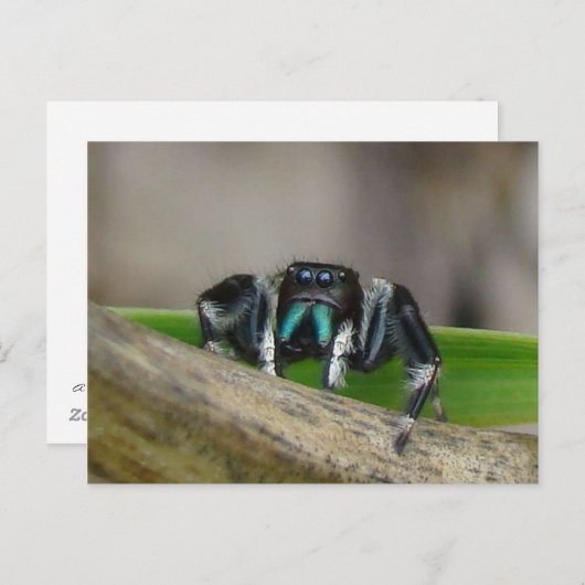 Carte Postale Jumping Jack ! (Devant / Derrière)