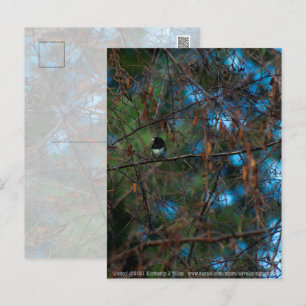 Carte Postale Junco