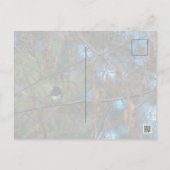 Carte Postale Junco (Dos)