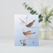 Carte Postale Junco Audubon, à l'oeil foncé, Oiseaux de neige su (Debout devant)