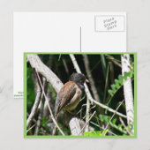 Carte Postale junco aux yeux foncés (Devant / Derrière)