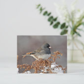 Carte postale Junco aux yeux sombres (Debout devant)