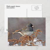 Carte postale Junco aux yeux sombres (Devant / Derrière)