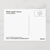 Carte postale Junco aux yeux sombres (Dos)