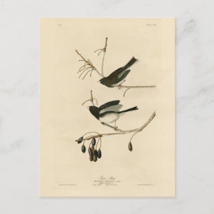 Carte Postale Junco aux yeux sombres - Audubon's Birds of Americ