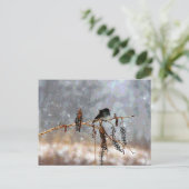 Carte Postale Junco dans la neige (Debout devant)