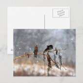 Carte Postale Junco dans la neige (Devant / Derrière)