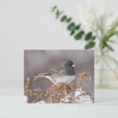 Carte Postale Junco Foncé-eyed (Debout devant)