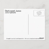 Carte Postale Junco Foncé-eyed (Dos)