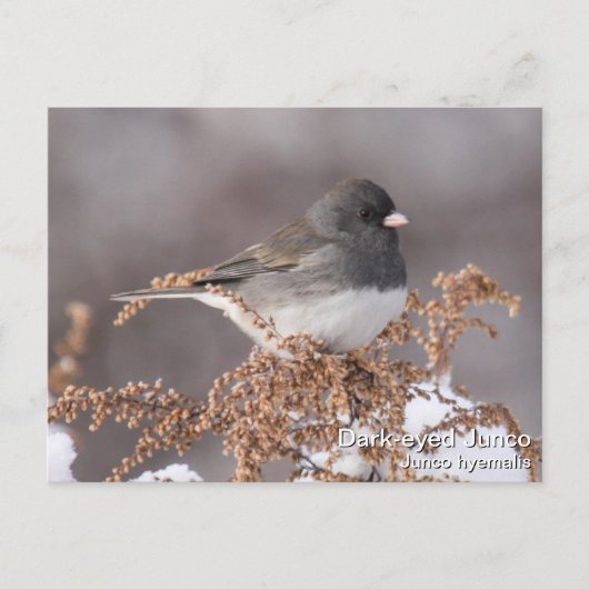 Carte Postale Junco Foncé-eyed (Devant)