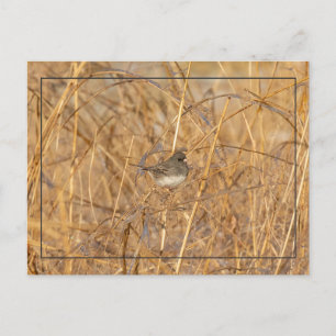 Carte Postale Junco Sur L'Herbe Icy