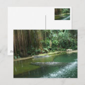 Carte Postale Jungle (Devant / Derrière)
