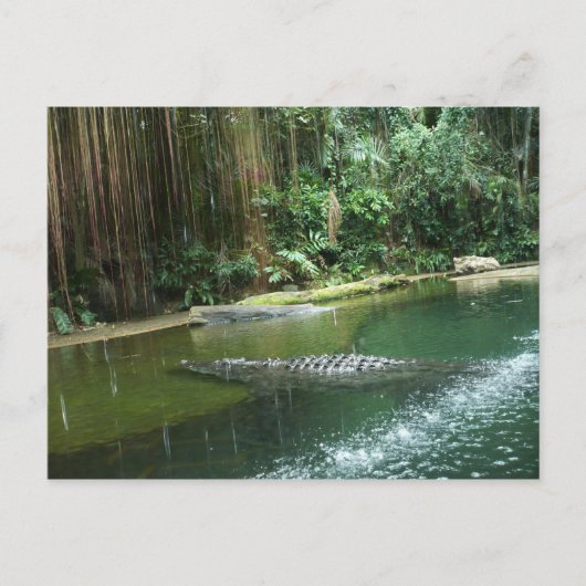 Carte Postale Jungle (Devant)