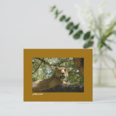 Carte postale Jungle Jewels (Debout devant)