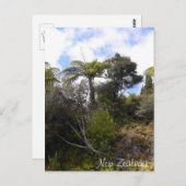 Carte Postale jungle néo-zélandaise, Fern Trees, forêt indigène (Devant / Derrière)