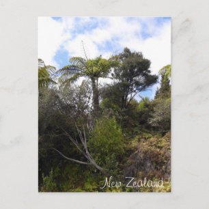 Carte Postale jungle néo-zélandaise, Fern Trees, forêt indigène