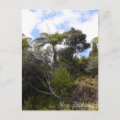 Carte Postale jungle néo-zélandaise, Fern Trees, forêt indigène (Devant)