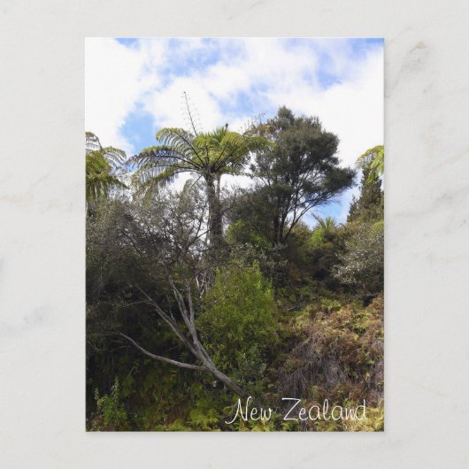 Carte Postale jungle néo-zélandaise, Fern Trees, forêt indigène (Devant)
