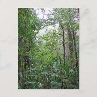 Carte Postale jungle sauvage