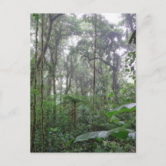 Carte Postale jungle verte (Devant)