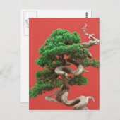 Carte Postale Juniper bonsai (Devant / Derrière)