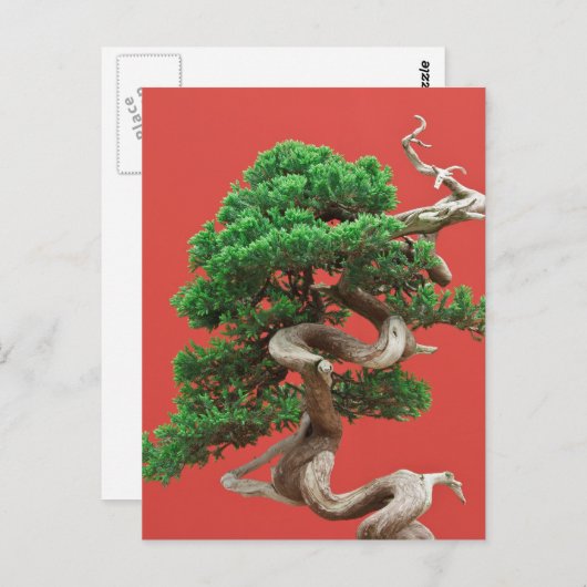 Carte Postale Juniper bonsai (Devant / Derrière)