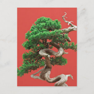 Carte Postale Juniper bonsai