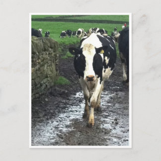 Carte Postale "Jusqu'à ce que les vaches rentrent chez elles