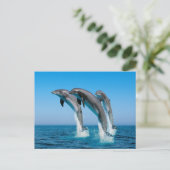 Carte Postale Jusqu'aux dauphins (Debout devant)