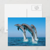 Carte Postale Jusqu'aux dauphins (Devant / Derrière)
