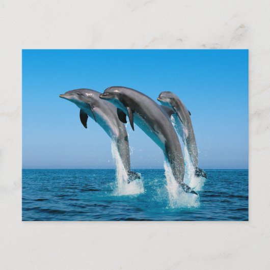 Carte Postale Jusqu'aux dauphins (Devant)