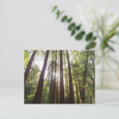 Carte Postale Jusqu'aux séquoias du matin (Debout devant)