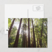 Carte Postale Jusqu'aux séquoias du matin (Devant / Derrière)
