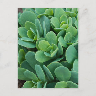 Carte Postale Just Sedum