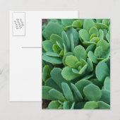 Carte Postale Just Sedum (Devant / Derrière)