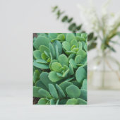 Carte Postale Just Sedum (Debout devant)