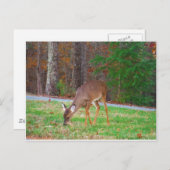 Carte Postale Juste Des Zones Perdues, Bébé Cerf (Devant / Derrière)