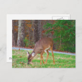 Carte Postale Juste Des Zones Perdues, Bébé Cerf (Devant / Derrière)