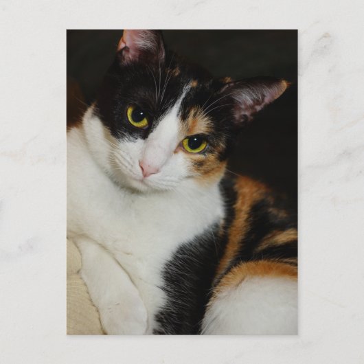 Carte Postale Juste en train de se pendre (Devant)